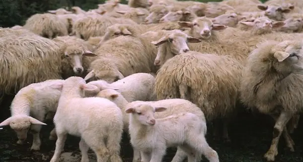 Il presidente del Consorzio della tutela dell'Igp: \"L'agnello sardo non c'entra, fa bene a salute\"