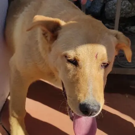 Cane incastrato fra le sbarre di un cancello. Salvato dai vigili del fuoco