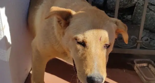 Cane incastrato fra le sbarre di un cancello. Salvato dai vigili del fuoco