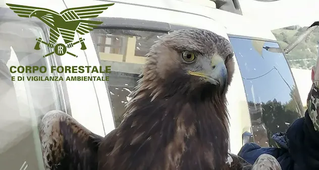 Oniferi. Allevatore trova un’aquila reale ferita: sul posto il Corpo forestale