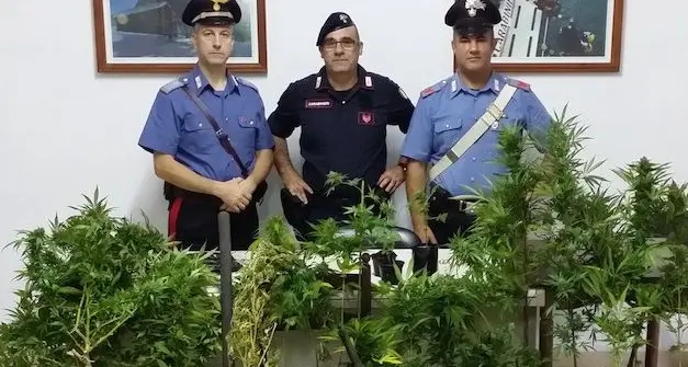 21 piante di marijuana in giardino: arrestato 38enne