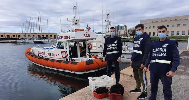 Pesca abusiva di ricci di mare, 500 sequestrati a Olbia