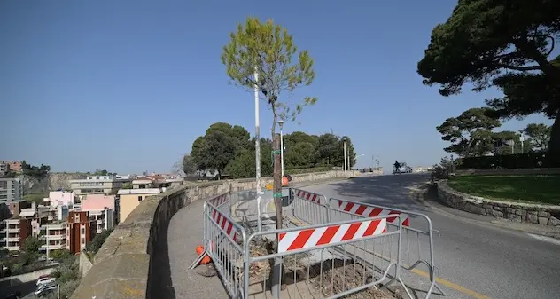 Cagliari. Iniziati lavori per messa a dimora di 10 pini d'Aleppo davanti all'ex carcere di Buoncammino