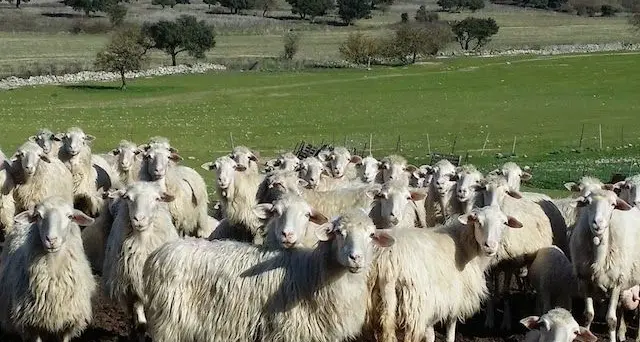 “Allevamento Ovino, opportunità per il territorio”