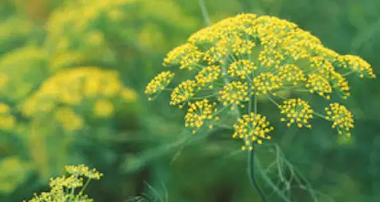 Valorizzazione piante officinali autoctone per la cosmetica naturale certificata per bambini