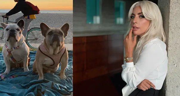 Ritrovati i cani di Lady Gaga che erano stati rapiti