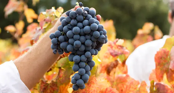 Vendemmia da podio nonostante la grandinata. Operatori fiduciosi: quest'anno vino di ottima qualità