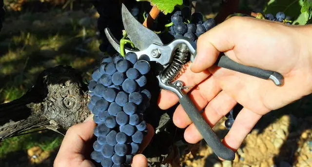 Le cantine raccontano la vendemmia attraverso i social media