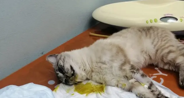 Gatto avvelenato a Santa Giusta: “Aveva appena 10 mesi di vita”