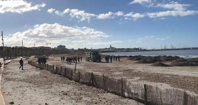 Alghero: al via rimozione posidonia in esubero dalle spiagge