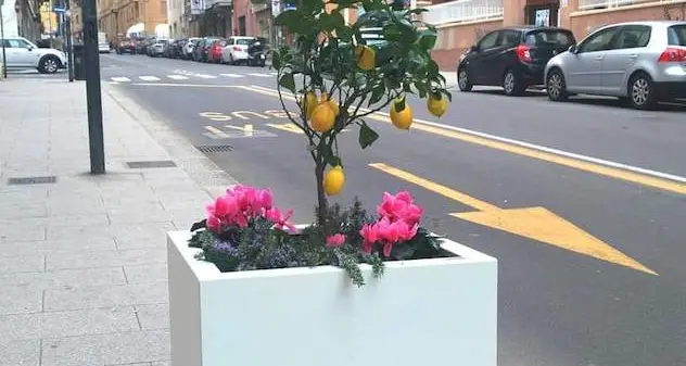 Cagliari. Fioriere imbrattate e piante rubate: la rabbia di Truzzu