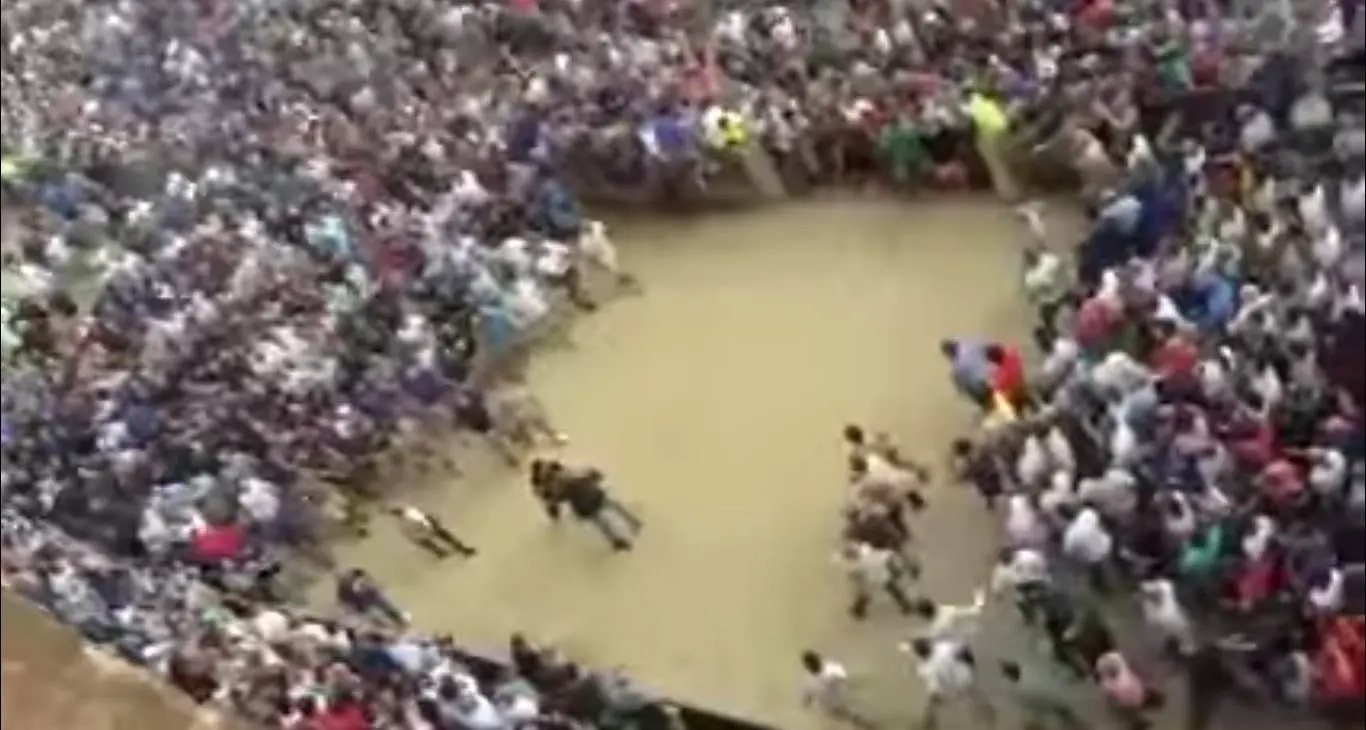 Dopo la vittoria di Tittìa maxi rissa tra contradaioli in Piazza del Campo | VIDEO