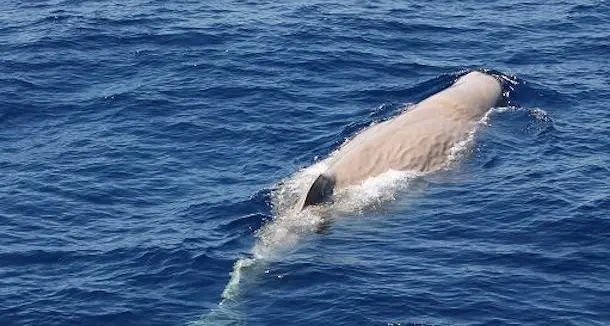 Raro capodoglio albino avvistato al largo di Tavolara