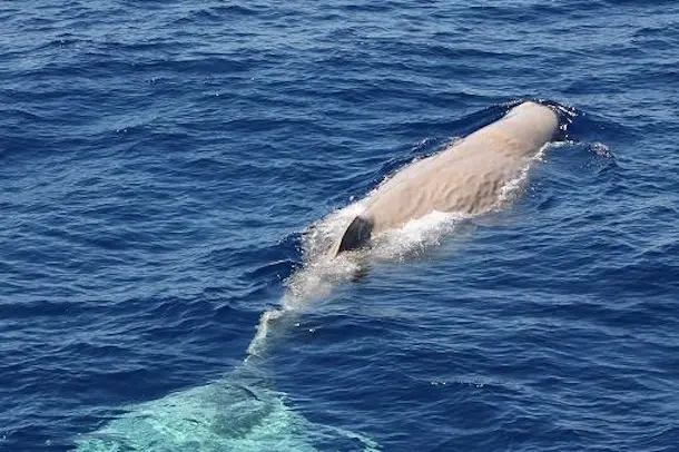 Roma, 5 ago. (askanews) - Moby Dick \\u00CB tornata in Sardegna. Il 3 agosto 2015, a nove anni dal primo avvistamento di un capodoglio albino mai documentato prima nel Mediterraneo, al largo di Tavolara, un\\u00EDaltra \\u00ECbalena bianca\\u00EE \\u00CB stata avvistata e fotografata. Il cetaceo \\u00CB stato riconosciuto da ricercatori dell\\u00EDUniversit\\u2021 di Sassari e turisti durante un\\u00EDescursione di whale watching di Orso Diving, che dal 2010 \\u00CB specializzata in uscite per mare finalizzate all\\u00EDavvistamento di cetacei. \\r\\n