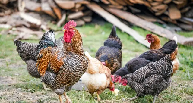 Pordenone, carro armato sbaglia mira e centra allevamento di galline