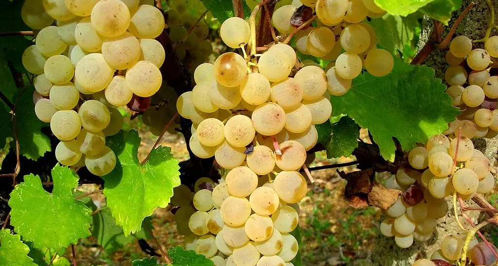 Grande annata per la Vernaccia, i pronostici parlano di un incremento del raccolto pari al 20%