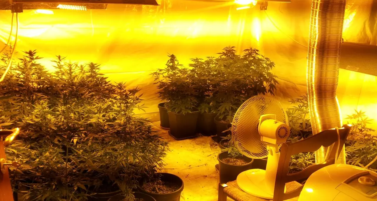 In casa droga e serra con piantine di cannabis: arrestato falegname
