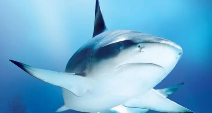 \"Tutti fuori dall'acqua, c'è uno squalo\". Tre giovani seminano il panico in spiaggia per pubblicare il video in rete