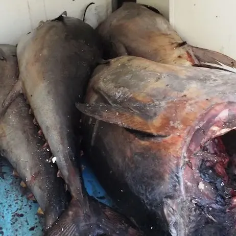 Sequestrate 200 tonnellate di pesce scaduto e non tracciato: oltre un milione di euro di sanzioni