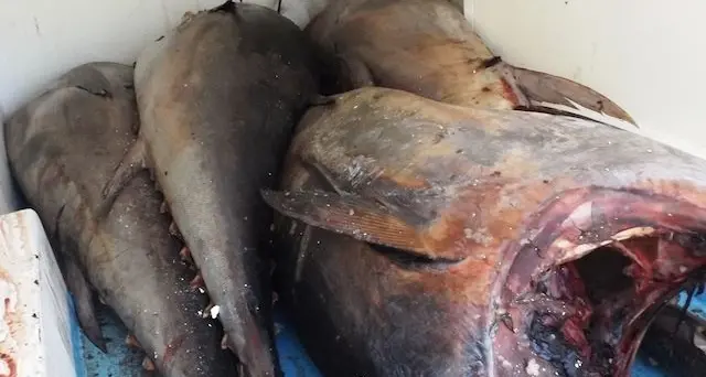 Sequestrate 200 tonnellate di pesce scaduto e non tracciato: oltre un milione di euro di sanzioni