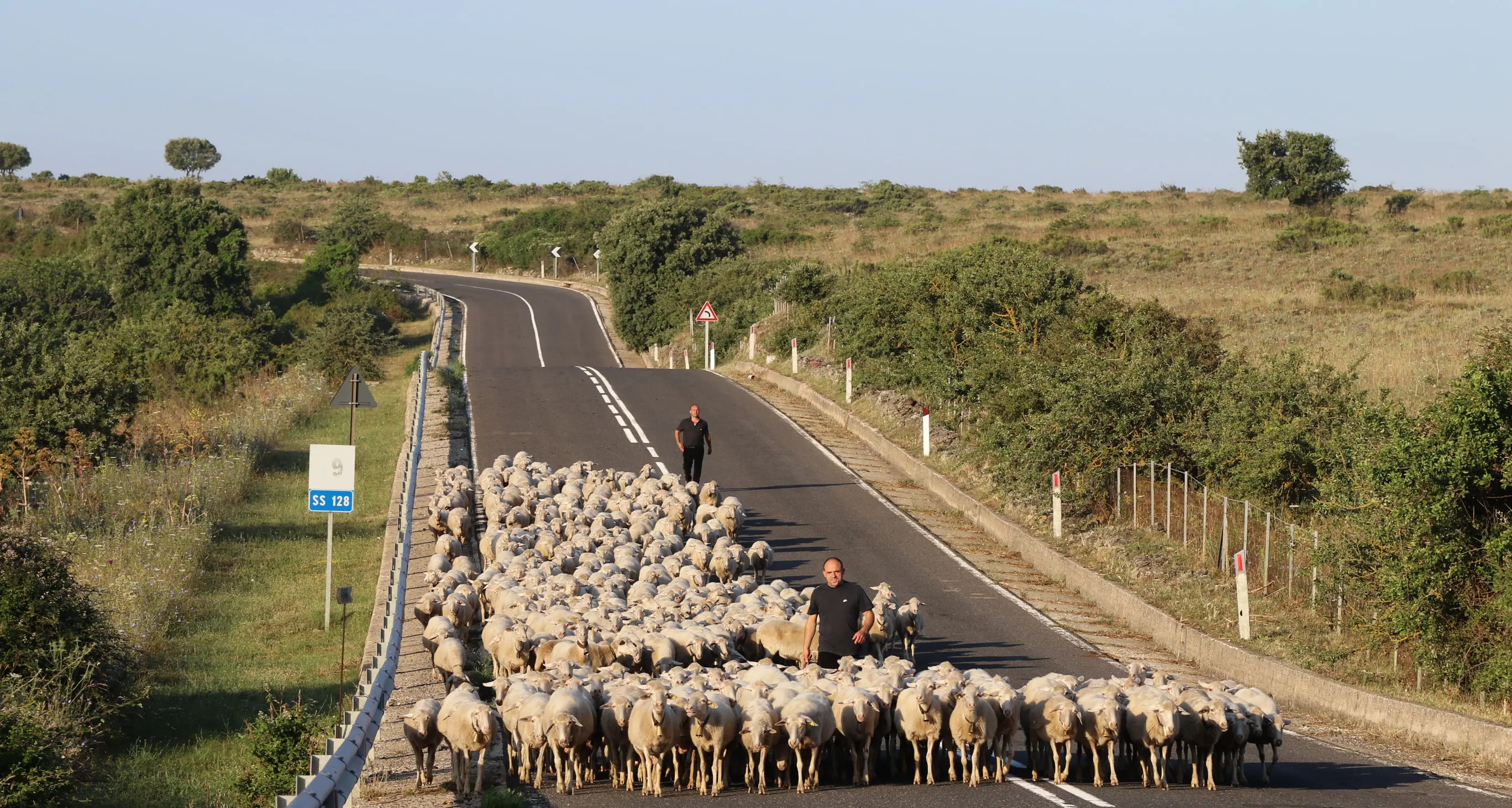 Sardegna: addio alla transumanza