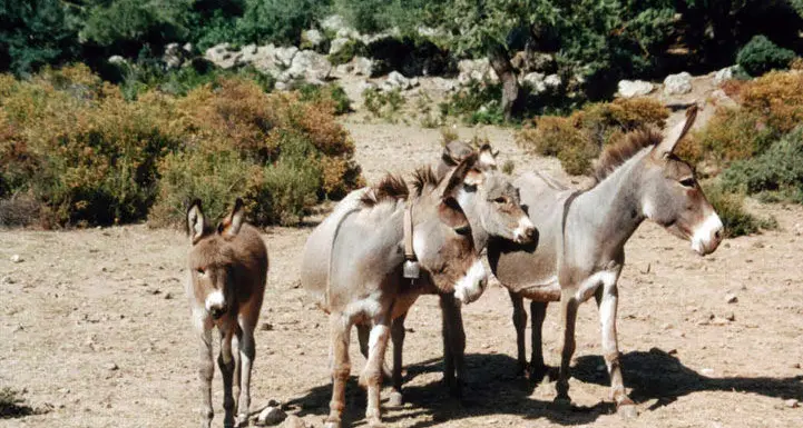 Palio di Ollolai. Domani un convegno aprirà la 14^ edizione