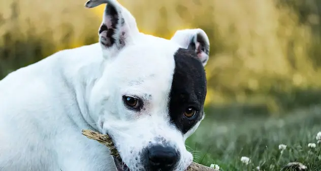 Taglia le orecchie al cane, condannato a 4 mesi di reclusione