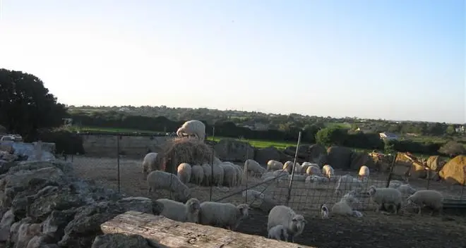 25 pecore sbranate in tre aziende diverse. Psicosi pantera in Logudoro