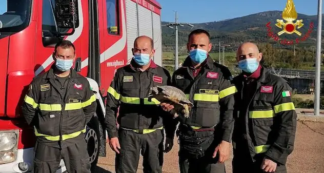 Siniscola. Tartaruga in difficoltà recuperata dai Vigili del Fuoco