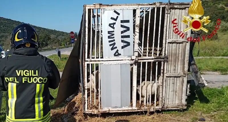 Unu Càmiu carrigu de anzones s’est corriau in sa SS 129