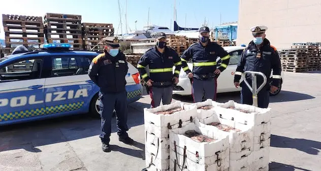 Fermato al porto di Olbia con polpa di ricci e aragoste non tracciate: multa di 3mila euro