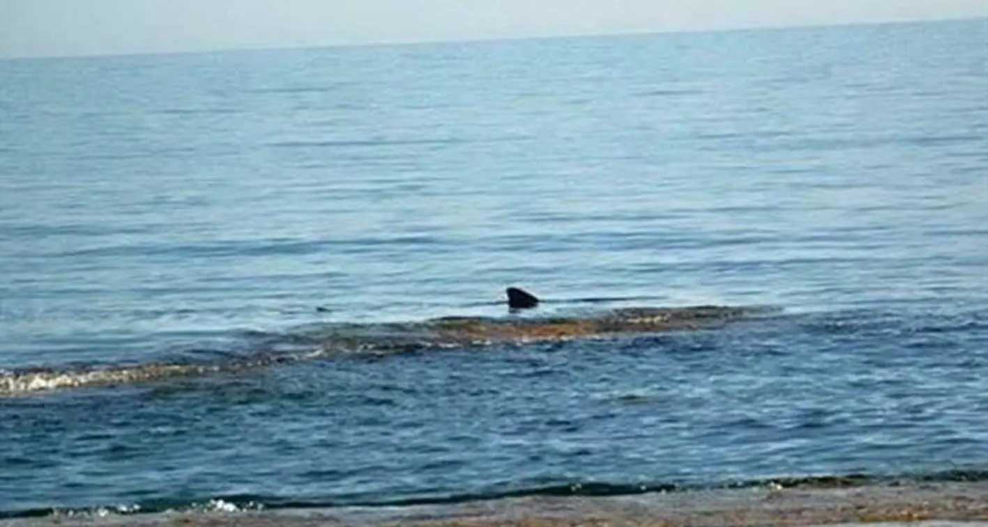 Squalo avvistato a pochi metri dalla riva di Poglina