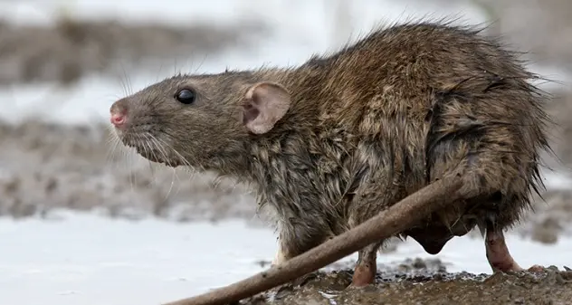 Covid: topi colpiti da varianti, possibili serbatoi virus