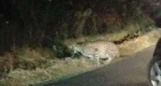 Ritrovato e catturato all'alba il leopardo fuggito dallo zoo