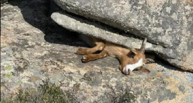 Capretta incastrata fra le rocce a Caprera, salvata da un ambientalista