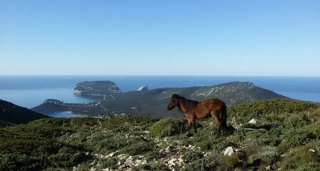 “Porto Conte in corsa!”: gara podistica, Fitwalking e camminata