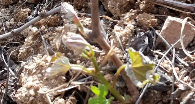 Coldiretti Sardegna: le gelate mettono a serio rischio i raccolti