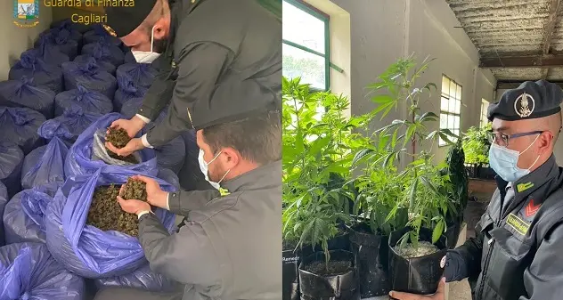 Muravera. Coltivava e smerciava canapa sativa in bar e tabacchi: denunciato titolare azienda