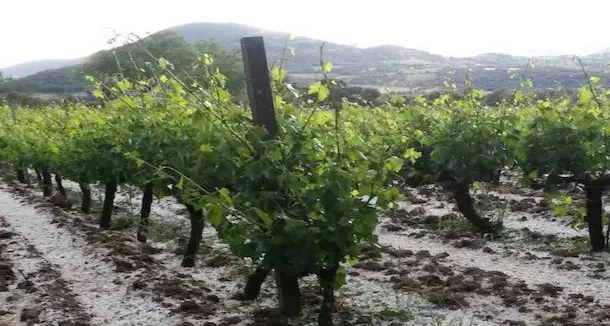 Vigneti devastati «Vendemmia compromessa»