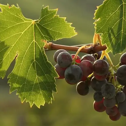 Vigneto sperimentale a Sorgono: un progetto per valorizzare le varietà autoctone