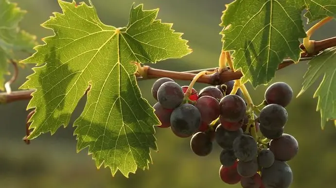 Vigneto sperimentale a Sorgono: un progetto per valorizzare le varietà autoctone