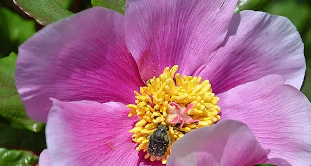 Conoscere e scoprire il fiore primaverile simbolo del Gennargentu \"la peonia\" - S'Orrossa e' Monte