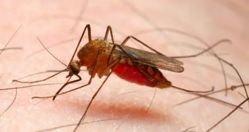 Bimba di 4 anni muore di malaria: ancora mistero su come la piccola abbia contratto la malattia