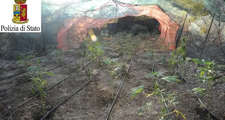 Due piantagioni di cannabis rinvenute dalla polizia: un uomo denunciato