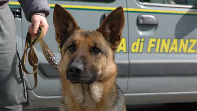 Traffico di droga smascherato dal cane Crest: un arresto a Oristano