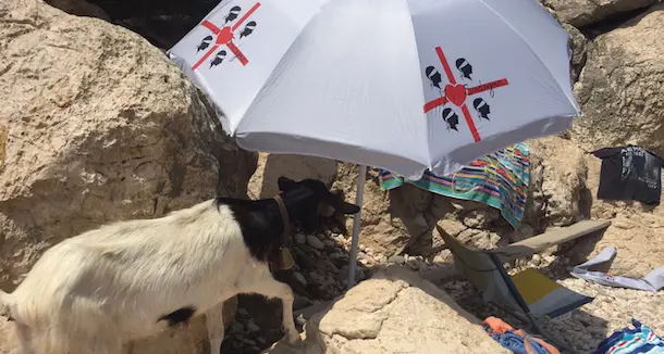 Una capra si ripara sotto l'ombrellone nella spiaggia di Cala Fuili