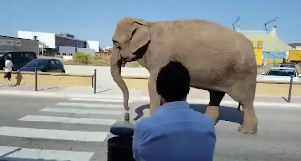 Elefante scappa dal circo e passeggia sulla strada