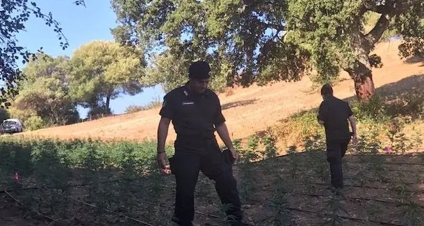Scoperta piantagione con 2000 piante di marijuana. I Carabinieri arrestano il guardiano: è un 43enne di Orgosolo