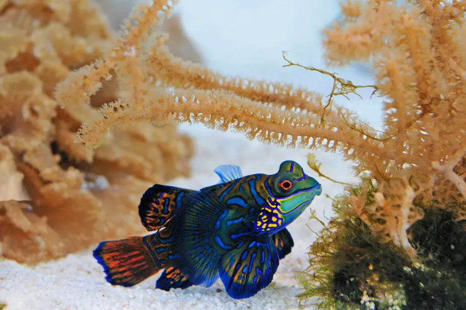 Acquarium,Cala Gonone,Dorgali,Sardinia,Italy