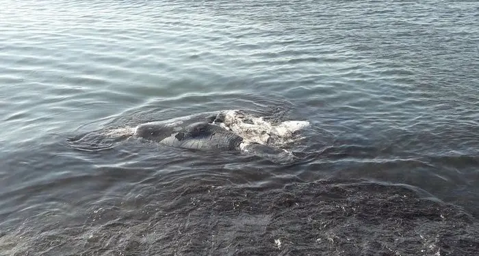 Resti di un capodoglio spinti dalla marea sulla spiaggia del Poetto